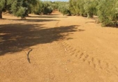 Non-developable land for sale on España, Bailén, ref: TR113246 photo