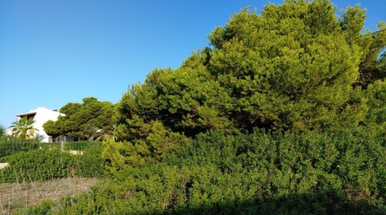 Balearic Islands - Lluchmayor - 1500m2