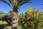 Chalet independiente con terreno en venta en la España, Villajoyosa, ref: TR134483 foto