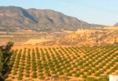 Non-developable land for sale on España, Torre-Pacheco, ref: TR335791 photo