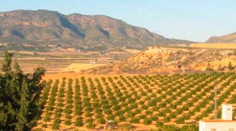 Múrcia - Torre-Pacheco - 19000m2