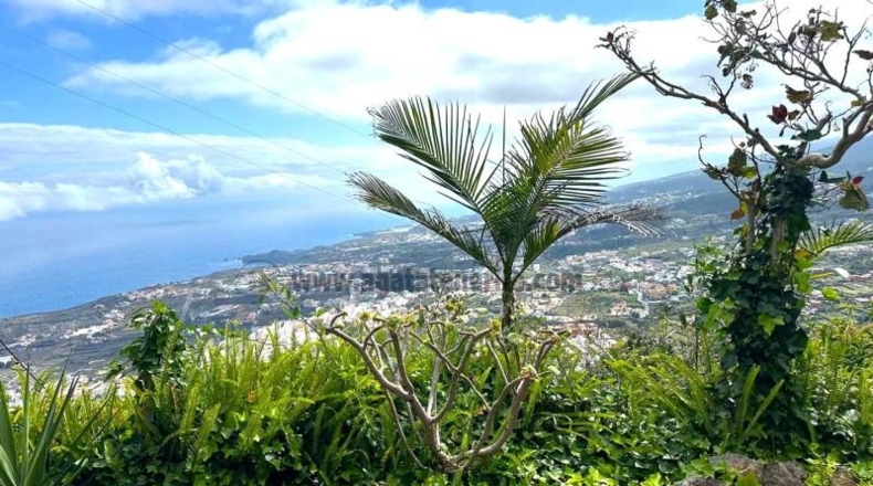 Santa Cruz de Tenerife - Icod de los Vinos - 4409m2