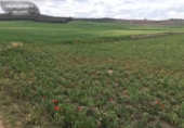 Non-developable land for sale on España, Torres de la Alameda, ref: TR327837 photo