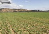 Non-developable land for sale on España, Torres de la Alameda, ref: TR327837 photo