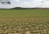 Non-developable land for sale on España, Torres de la Alameda, ref: TR327837 photo