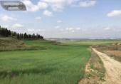 Non-developable land for sale on España, Torres de la Alameda, ref: TR327837 photo
