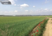 Non-developable land for sale on España, Torres de la Alameda, ref: TR327837 photo