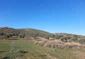 Terreny no urbanitzable en venda a la España, Lucena, ref.: TR194568 foto