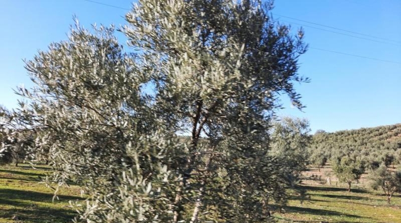 Córdoba - Lucena - 714000m2