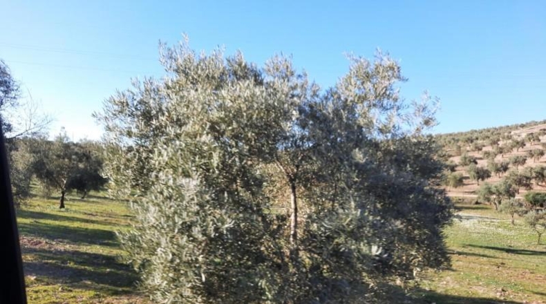 Córdoba - Lucena - 714000m2