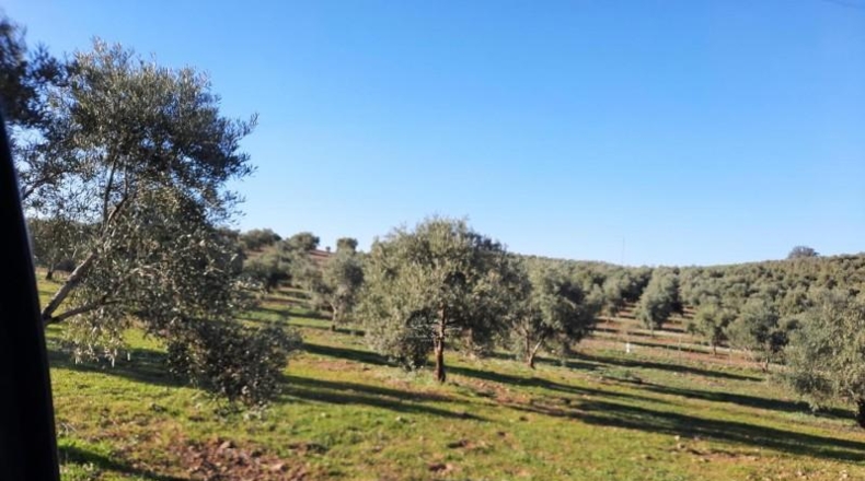 Córdoba - Lucena - 714000m2