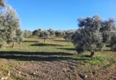 Terreny no urbanitzable en venda a la España, Lucena, ref.: TR194568 foto