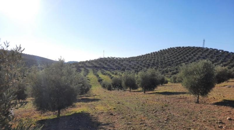 Córdoba - Lucena - 714000m2