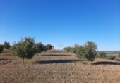 Terreny no urbanitzable en venda a la España, Lucena, ref.: TR194568 foto