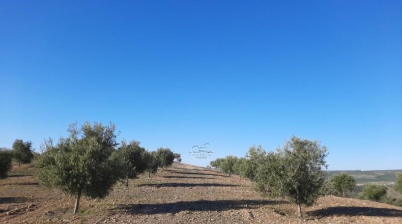 Córdoba - Lucena - 714000m2