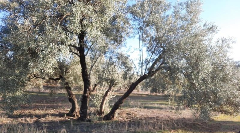 Córdoba - Lucena - 714000m2