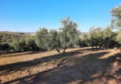 Terreny no urbanitzable en venda a la España, Lucena, ref.: TR194568 foto