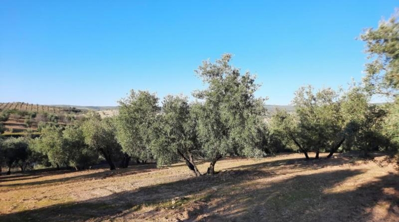 Córdoba - Lucena - 714000m2