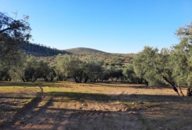Foto 19