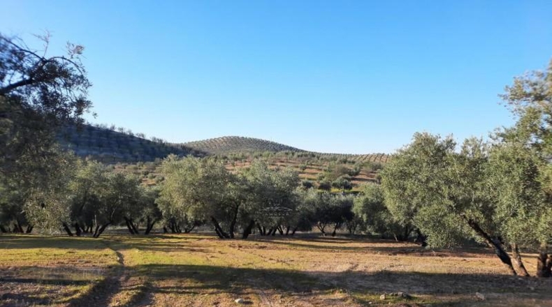 Córdoba - Lucena - 714000m2