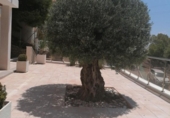 Xalet independent amb terreny en venda a la España, Altea, ref.: TR317584 foto
