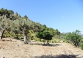 Xalet independent amb terreny en venda a la España, Bunyola, ref.: TR136045 foto