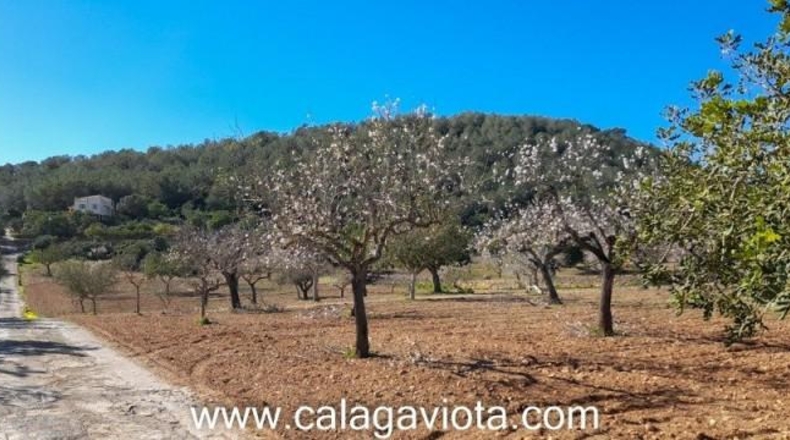Islas Baleares - Felanitx - 17500m2