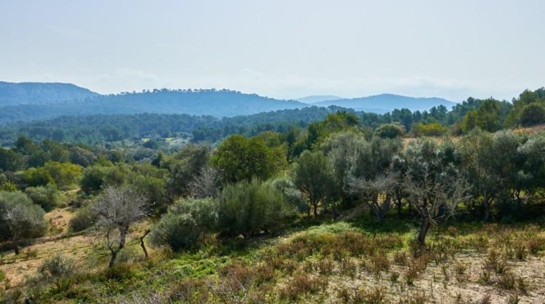 Islas Baleares - Llucmajor - 171521m2