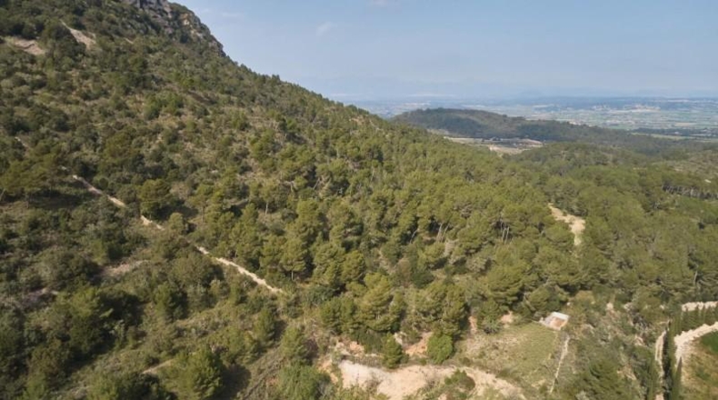 Islas Baleares - Llucmajor - 171521m2