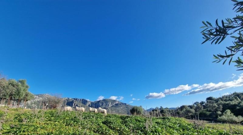 Cadiz - Ubrique - 17491m2