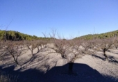 Non-developable land for sale on España, Moratalla, ref: TR119489 photo