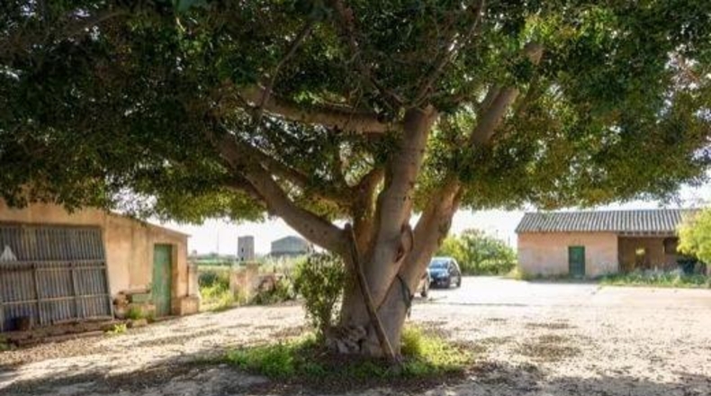 Islas Baleares - Palma - 93000m2