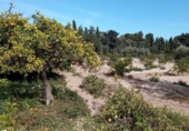 Xalet independent amb terreny en venda a la España, Mutxamel, ref.: TR241445 foto