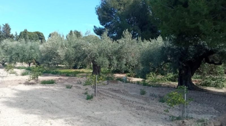 Alicante - Muchamiel - 20775m2