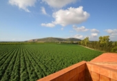 Xalet independent amb terreny en venda a la España, Vinaròs, ref.: TR165221 foto