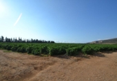Xalet independent amb terreny en venda a la España, Vinaròs, ref.: TR165221 foto