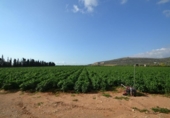 Xalet independent amb terreny en venda a la España, Vinaròs, ref.: TR165221 foto