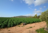 Xalet independent amb terreny en venda a la España, Vinaròs, ref.: TR165221 foto
