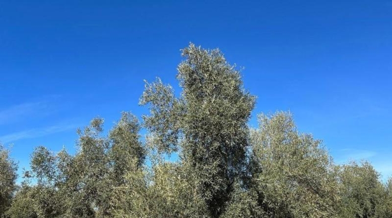 Badajoz - Alange - 1180000m2