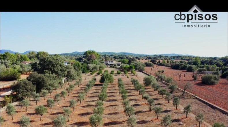 Balearic Islands - Algaida - 15921m2