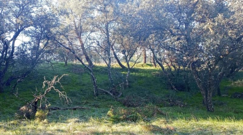 Comunidad de Madrid - Las Rozas de Madrid - 3695m2