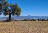 Xalet independent amb terreny en venda a la España, El Bosque, ref.: TR364073 foto
