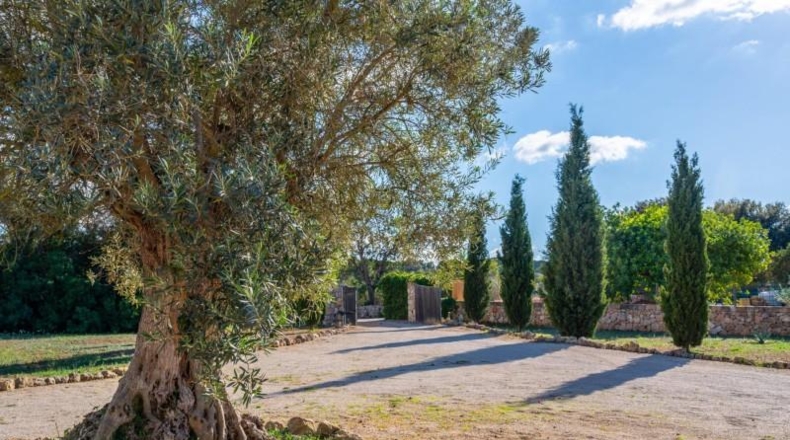 Islas Baleares - Algaida - 15571m2