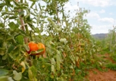Land suitable for development for sale on España, Sallent, ref: TR260936 photo
