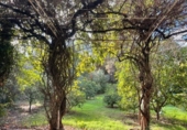 Xalet independent amb terreny en venda a la España, Còrdova, ref.: TR142488 foto