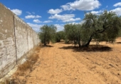 Land suitable for development for sale on España, Arahal, ref: TR115673 photo