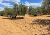 Land suitable for development for sale on España, Arahal, ref: TR115673 photo