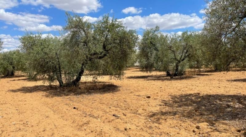 Seville - Arahal - 30000m2
