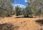 Land suitable for development for sale on España, Arahal, ref: TR115673 photo