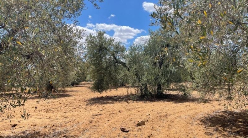 Seville - Arahal - 30000m2
